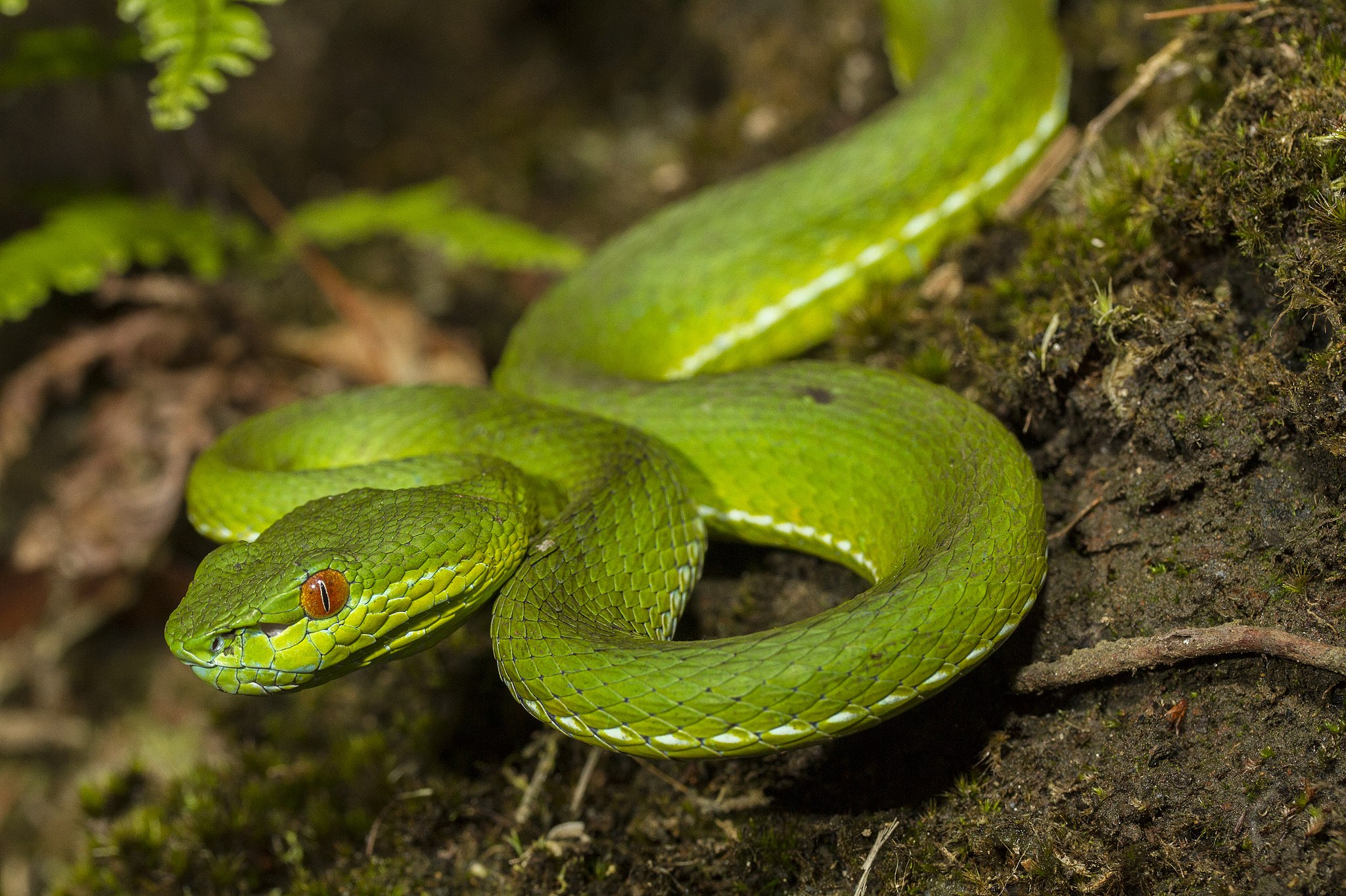 Chinese Green Tree Viper Snake Bite
