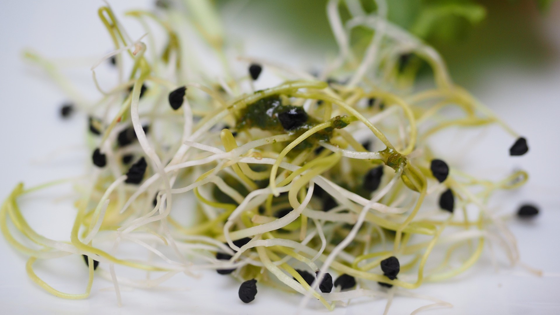 alfalfa-sprouts-facts-health-benefits-nutritional-value