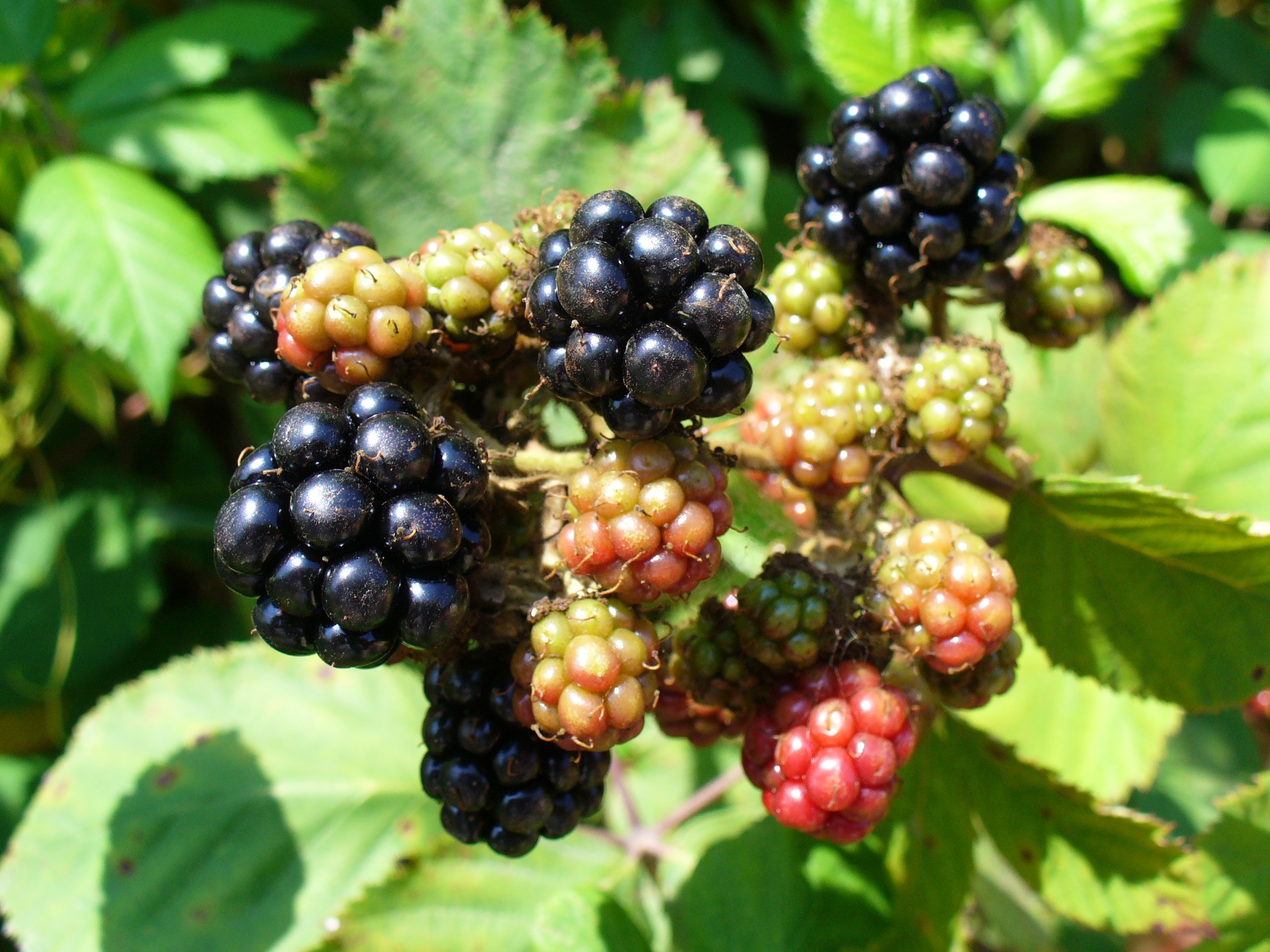 Blackberry Fruit Pregnancy at Amber Leavitt blog