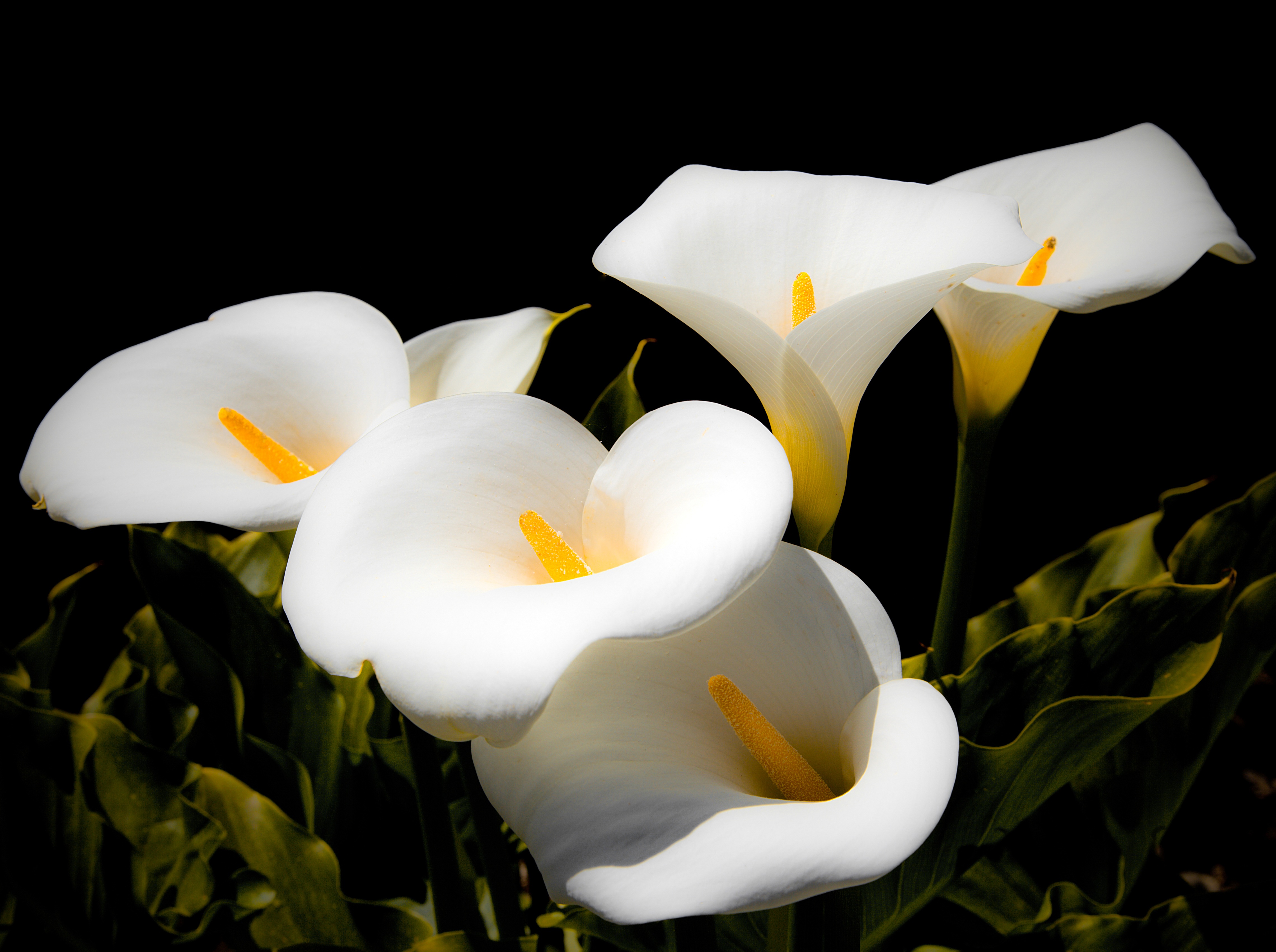 first-aid-for-calla-lily-poisoning