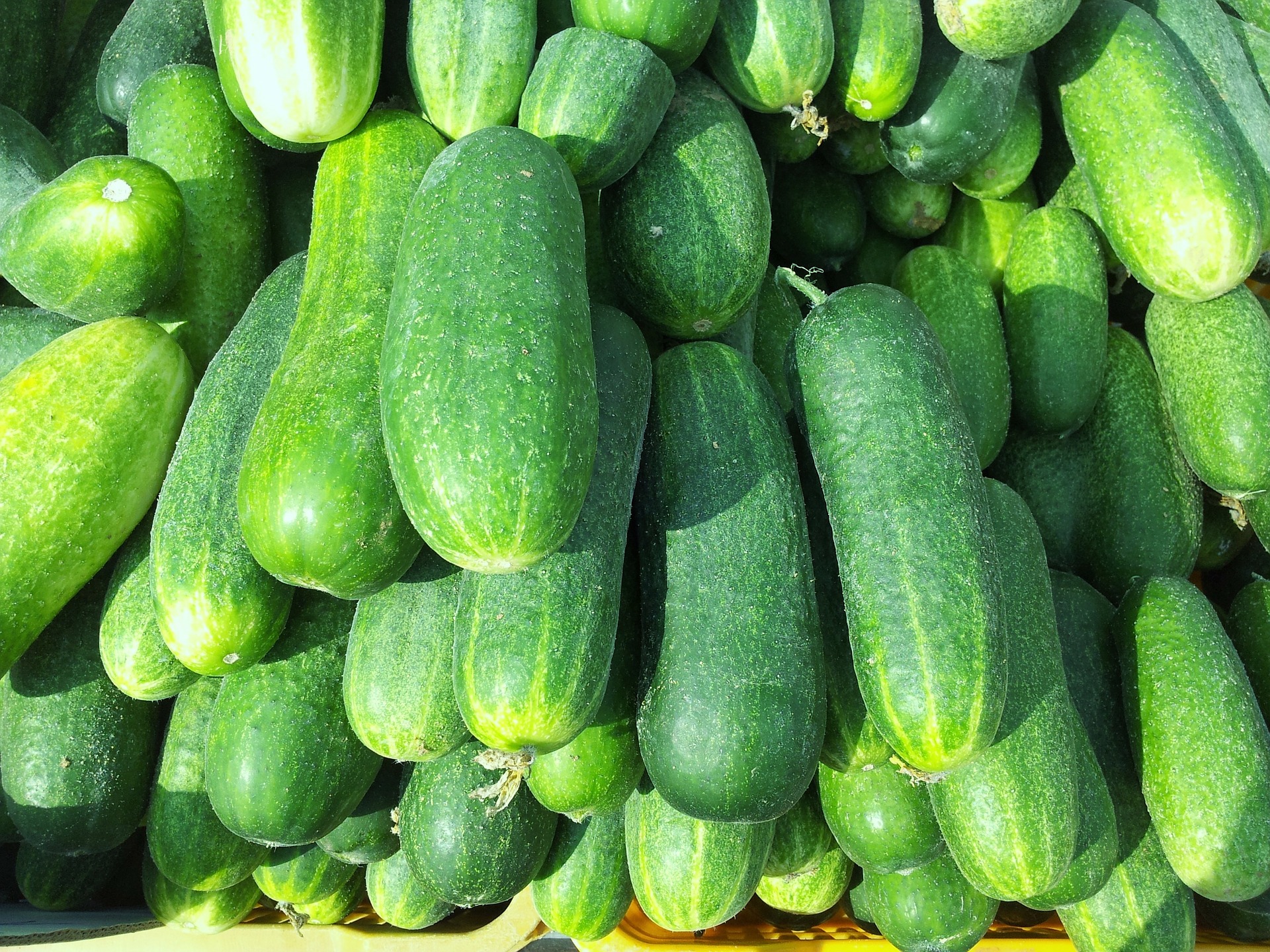 Advantages of cucumber. Cultivation and care Advantages of cucumber. Cultivation and care