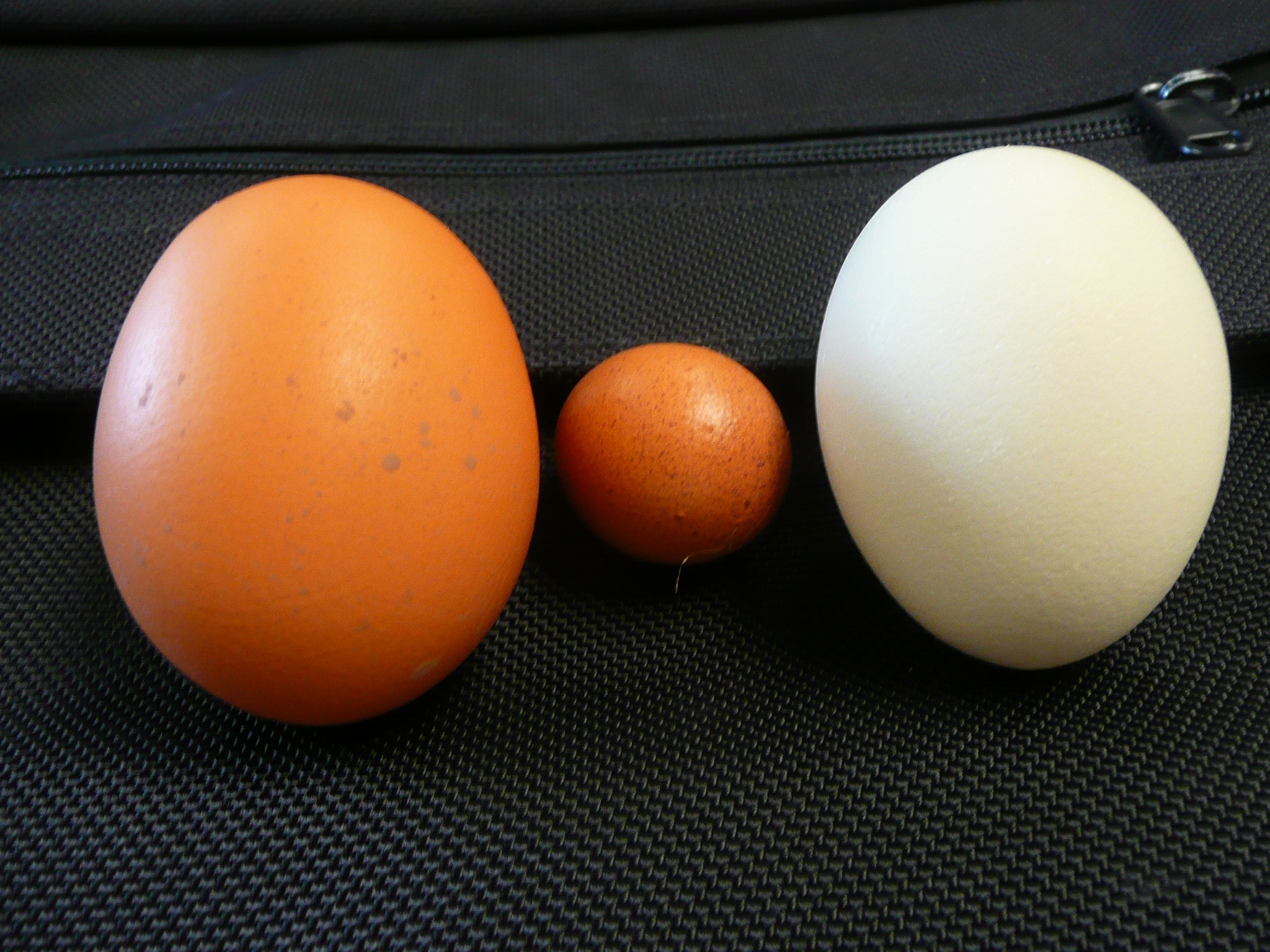 are-there-any-differences-between-organic-eggs-and-conventional-eggs