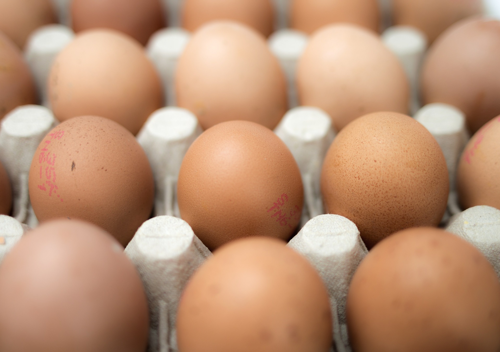 Are Organic Eggs Healthier Than Regular Eggs 