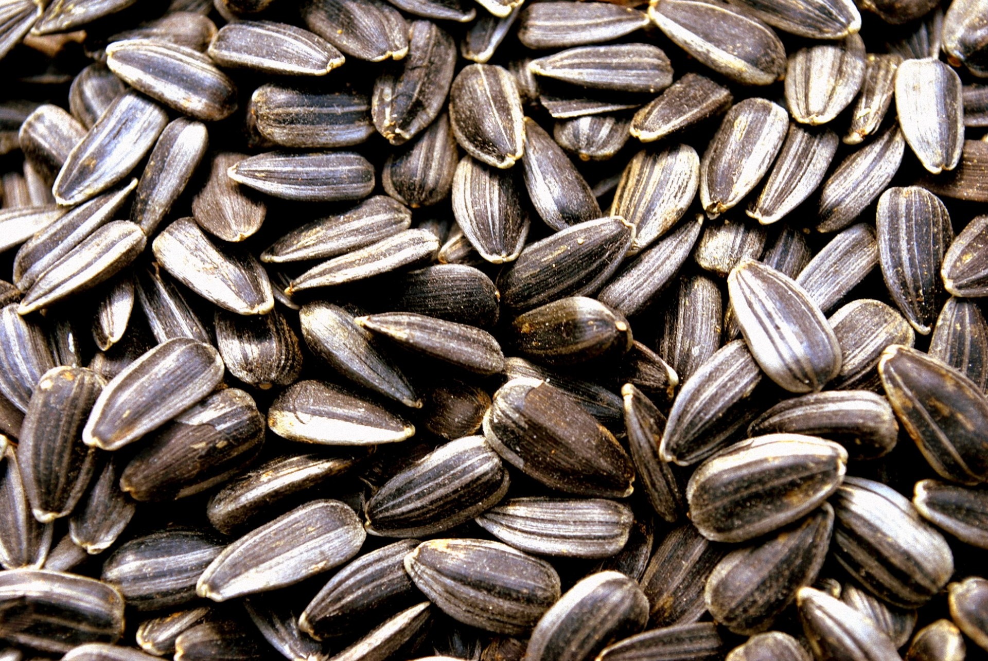 what-are-the-health-benefits-of-sunflower-seeds