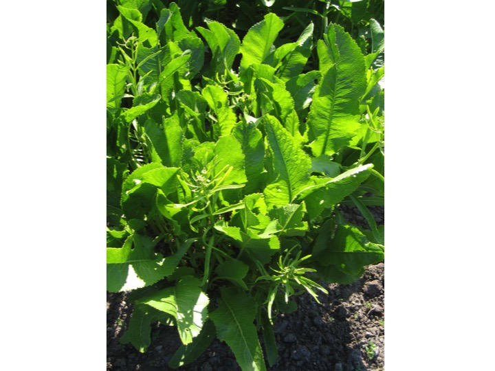 What Are The Health Benefits Of Horseradish?