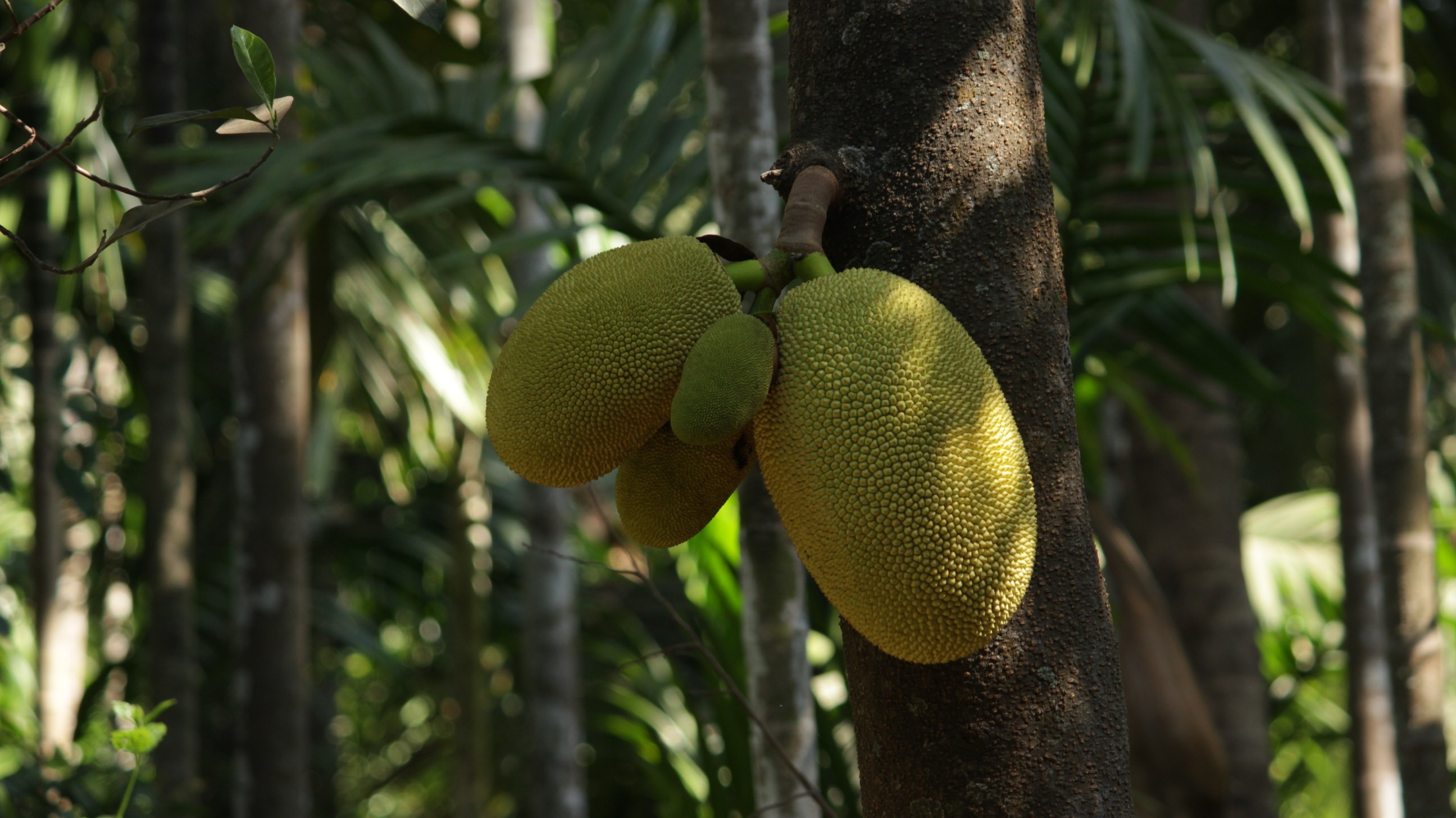 7 Health Benefits Of Jackfruit