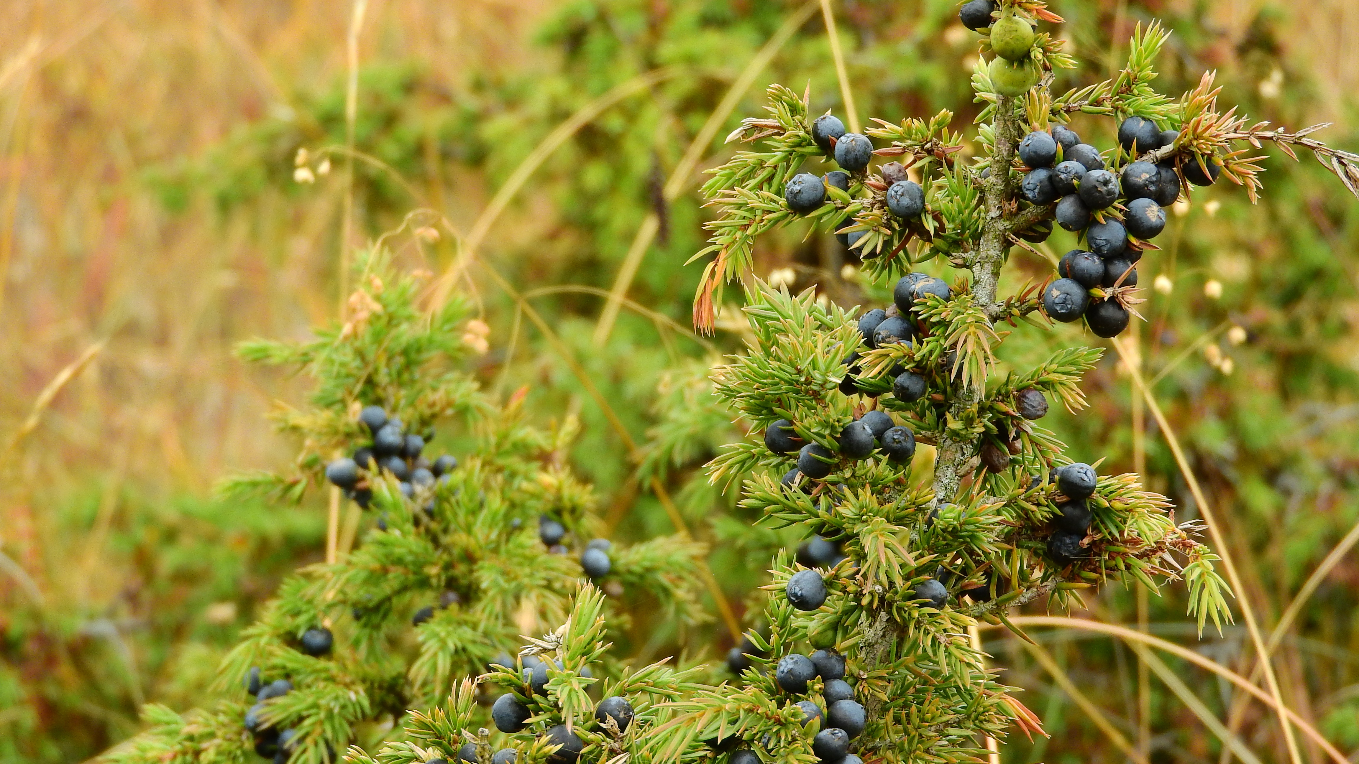 Foraging Juniper Berries {Benefits And Uses} - It's My Sustainable