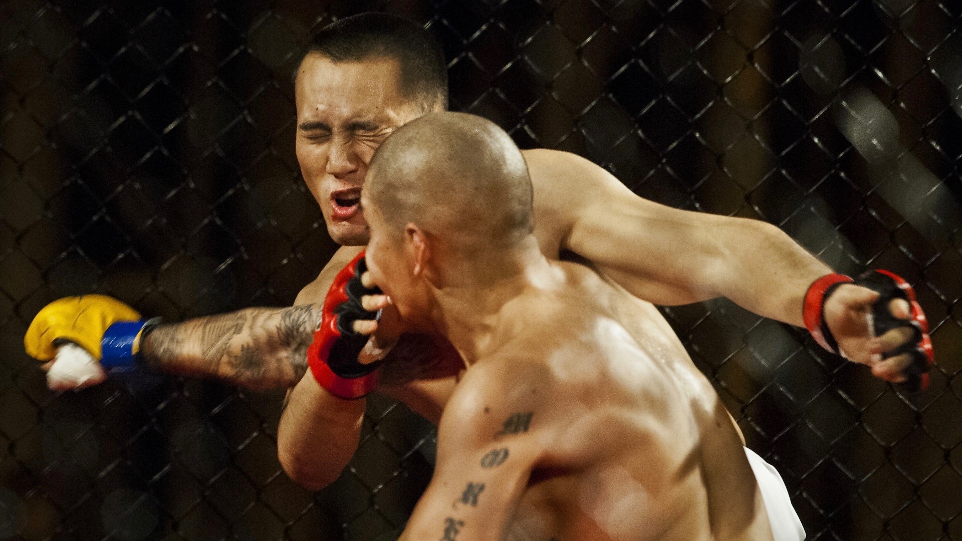 Rate And Risk Of Head Injury In Mixed Martial Arts Remain Unknown