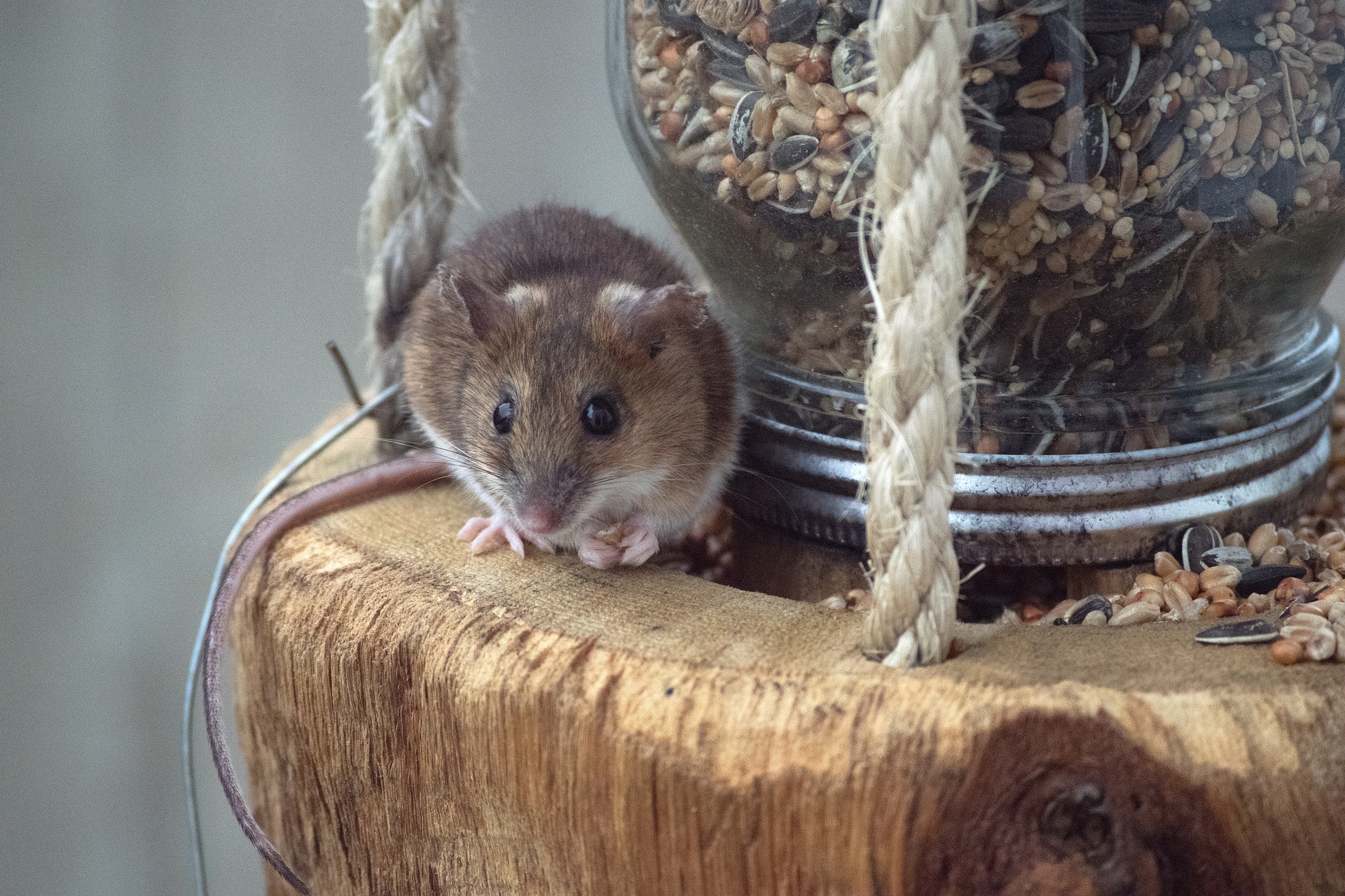 Мышь в квартире примета