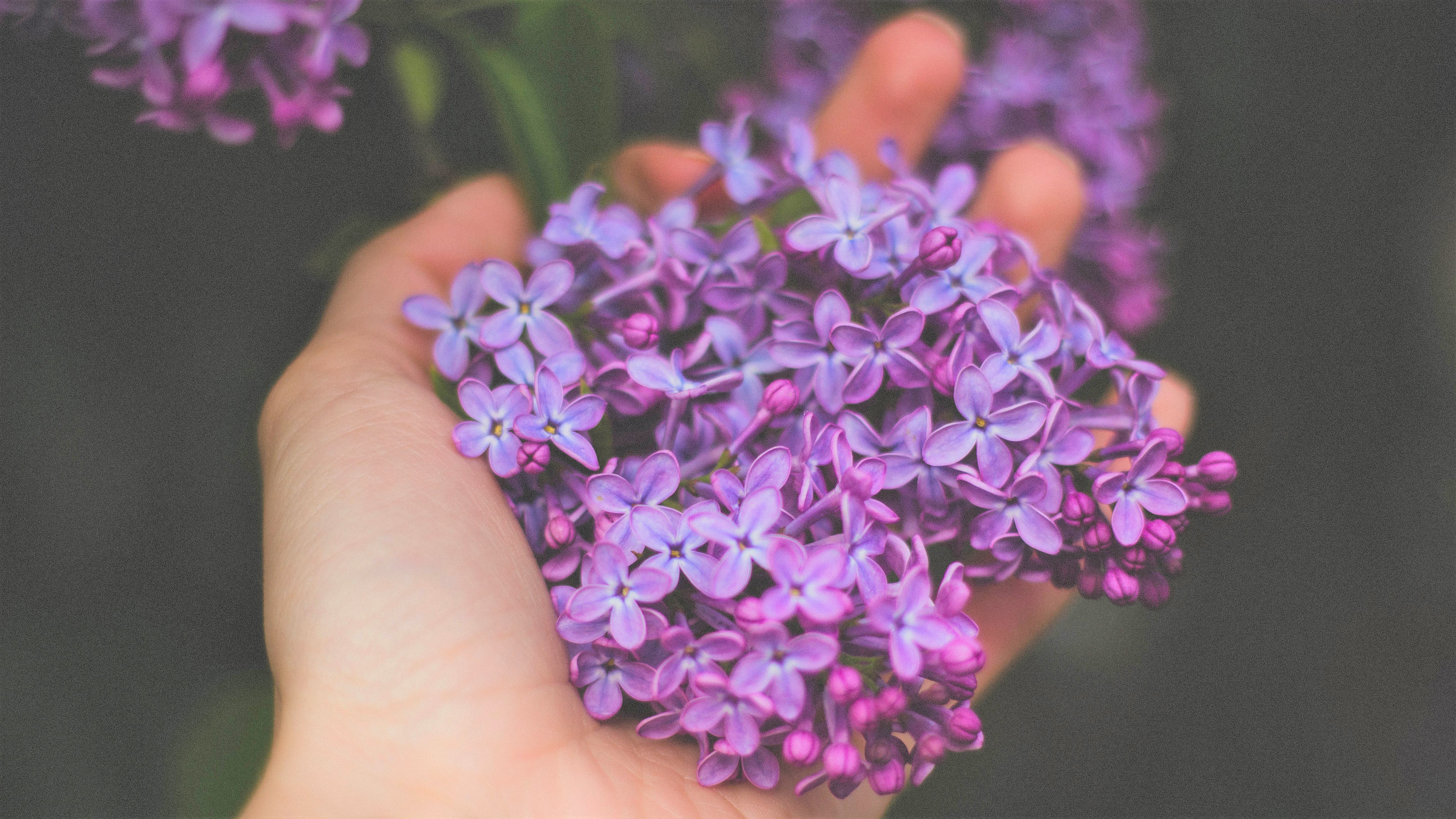 chemicals-in-lavender-and-tea-tree-oil-appear-to-be-hormone-disruptors