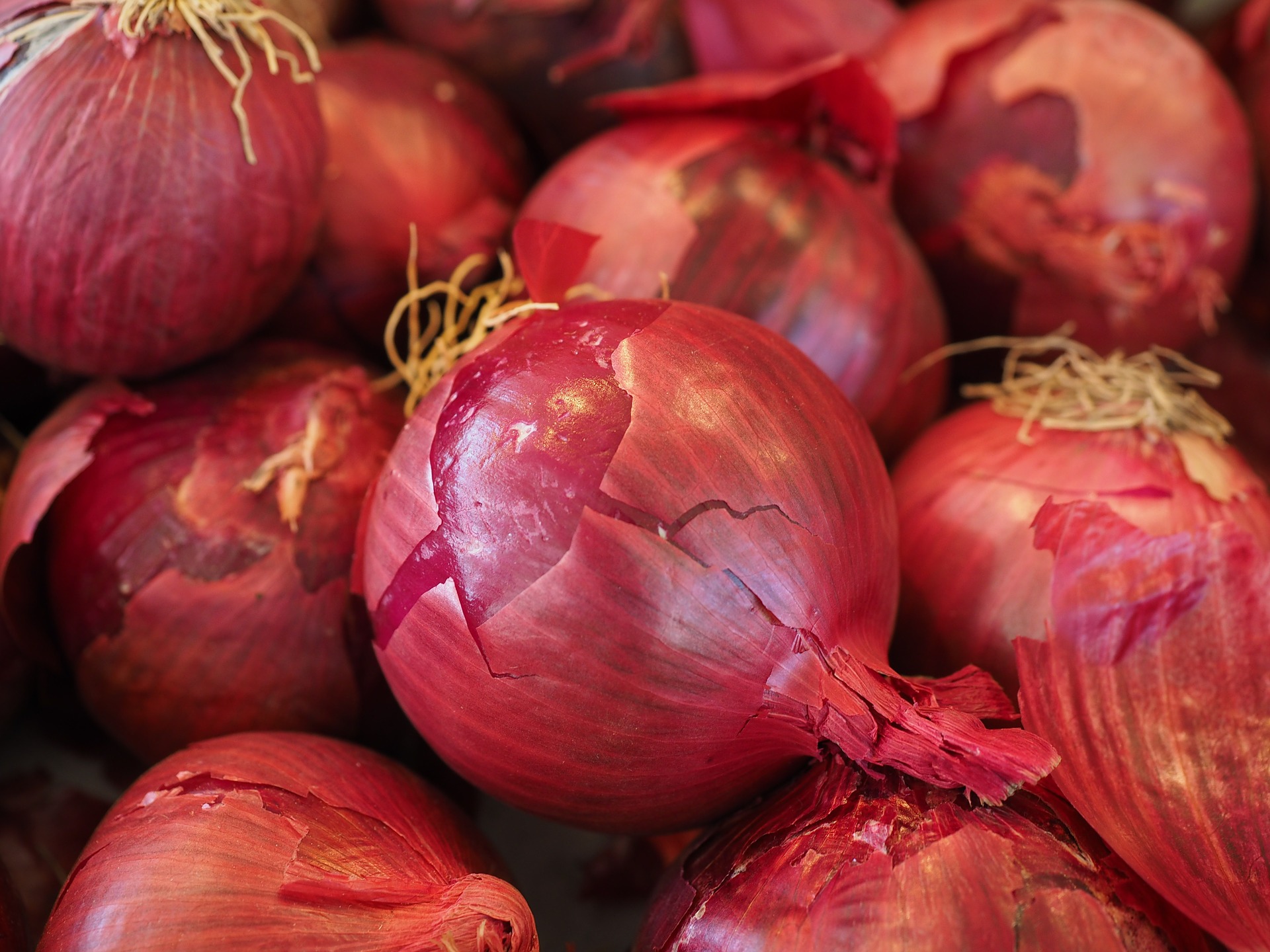 Onion (Red)
