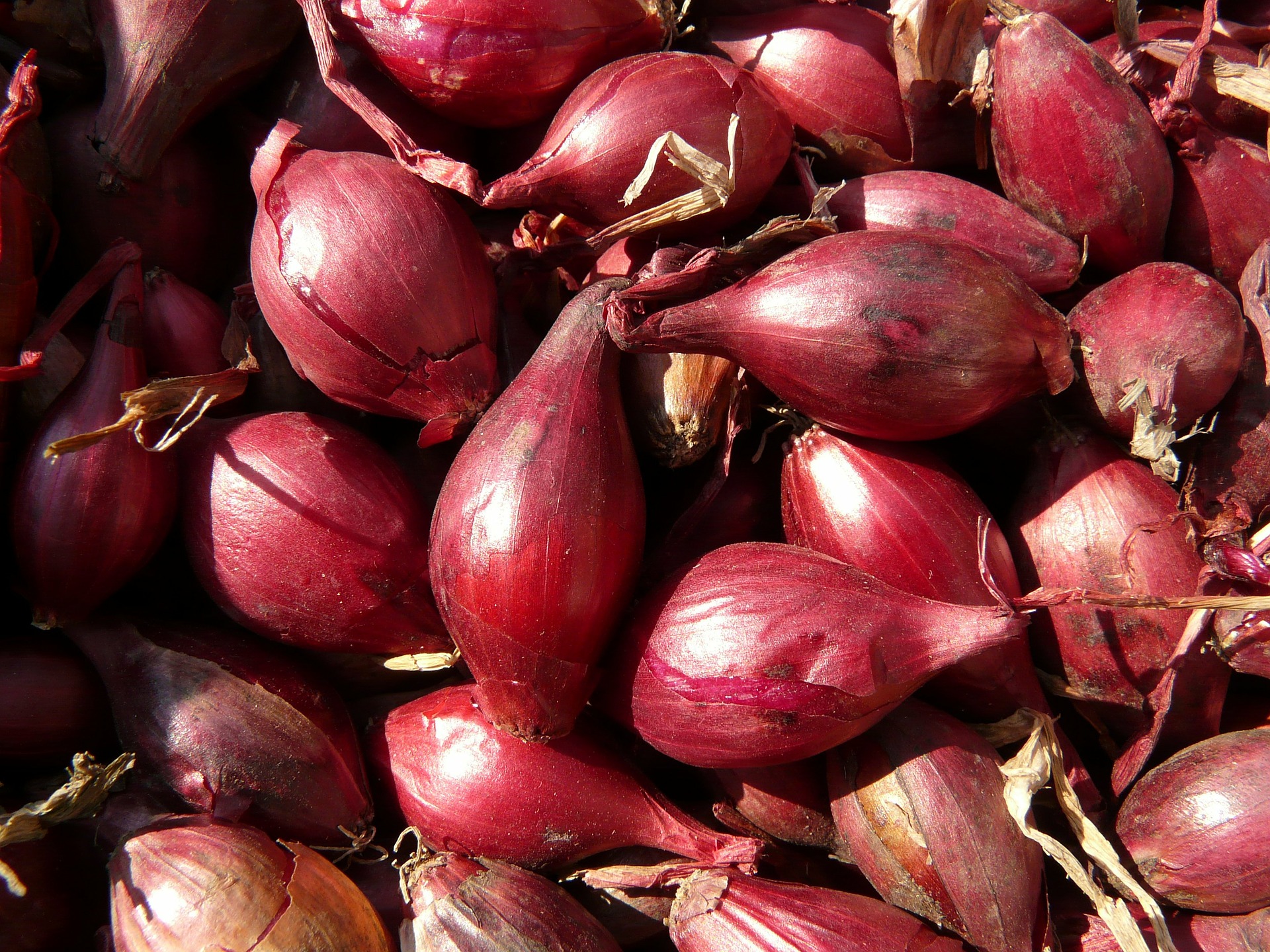 what is a shallot