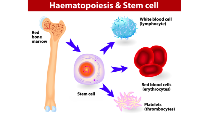 Hageman Factor Blood Test